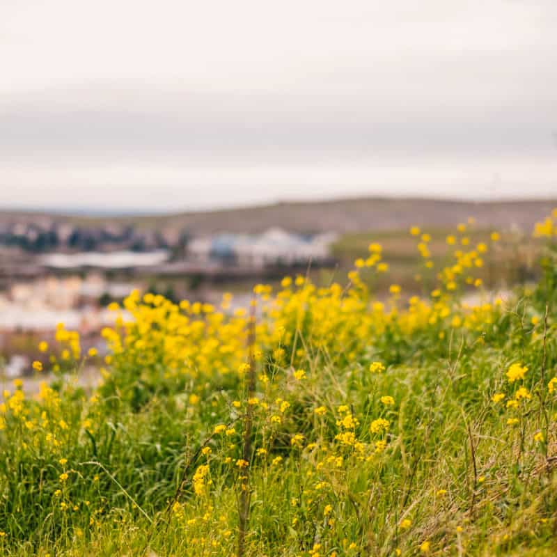 Scenic Magic Smiles 2019 El Dorado Hills California Pediatric Dentist 29 800x800 - We Love El Dorado Hills!